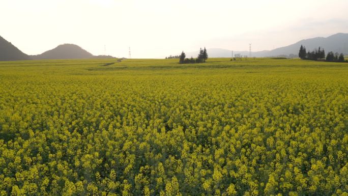 油菜花