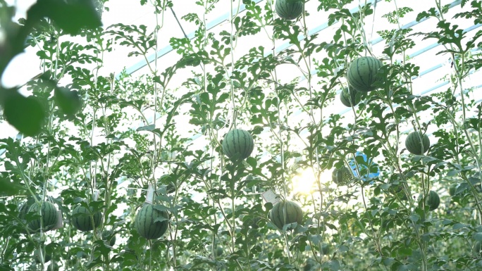 大棚西瓜种植有机蔬菜大棚蔬菜科技示范园