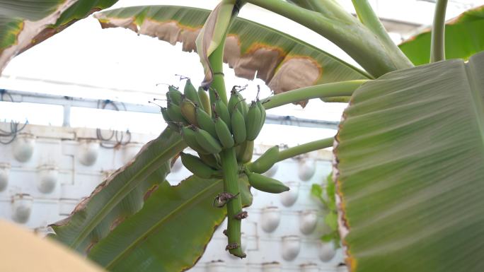 有机蔬菜香蕉大棚蔬菜示范园科技沧智慧农业