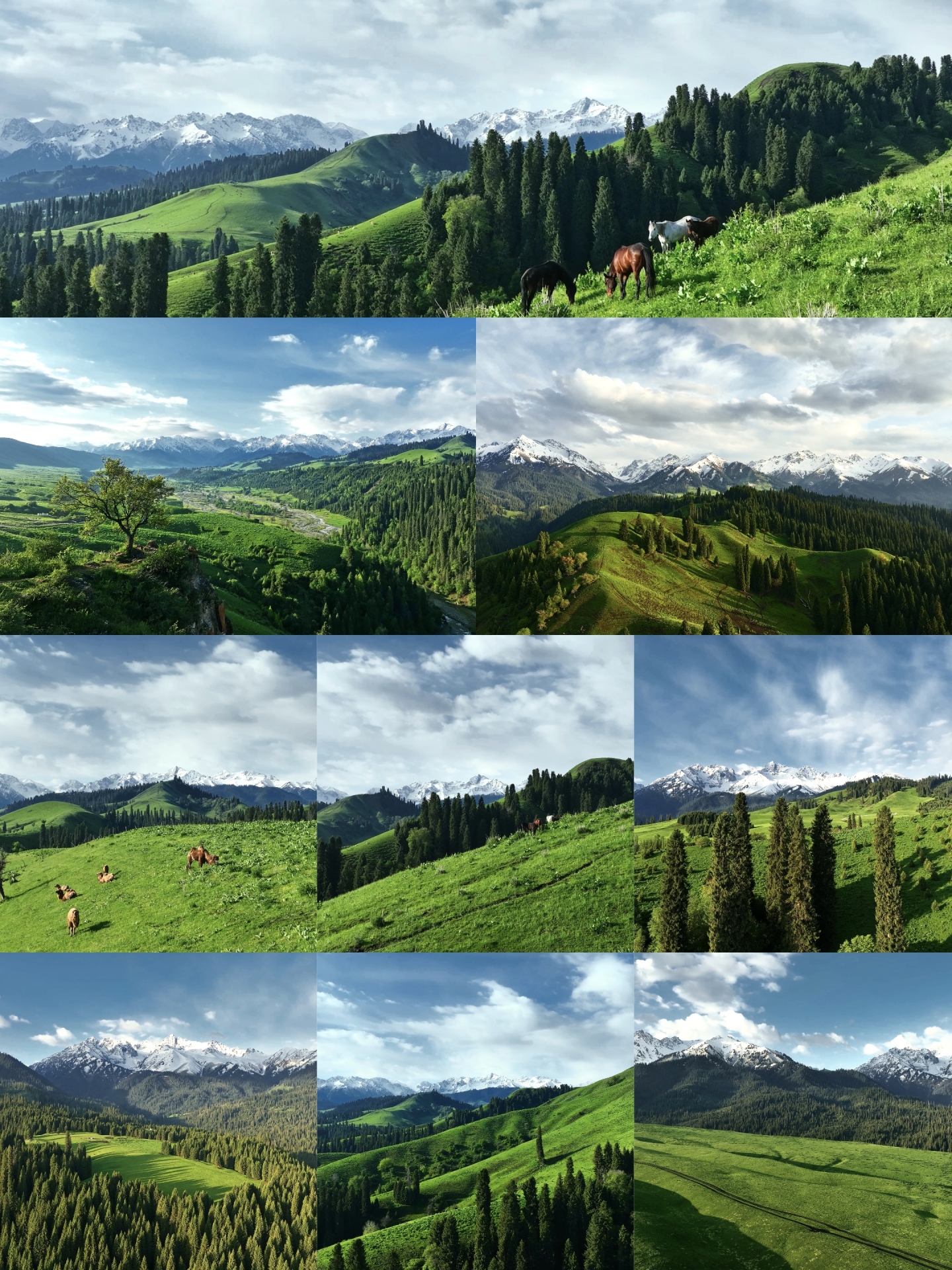 高山草原雪山森林航拍