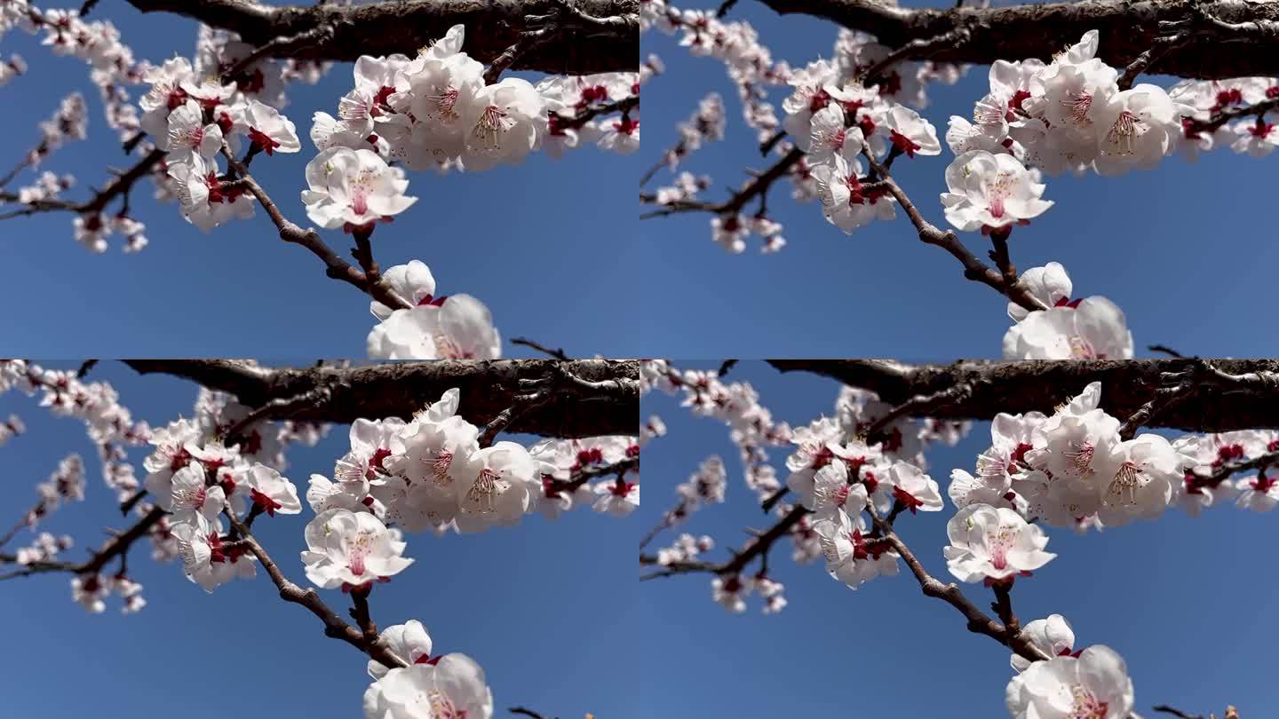 春天盛开的杏花慢镜慢动作