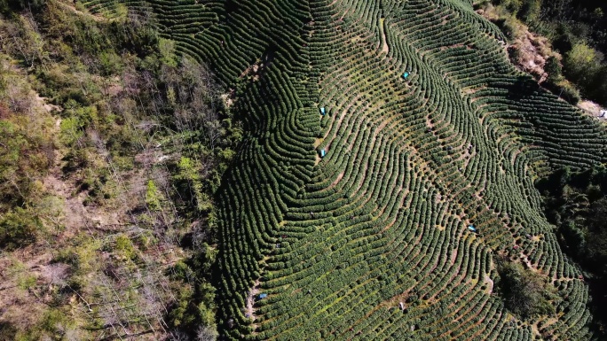 高山茶园茶山K素材