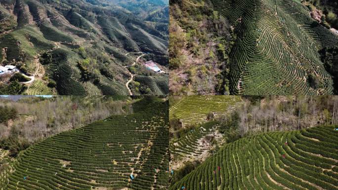 高山茶园茶山K素材