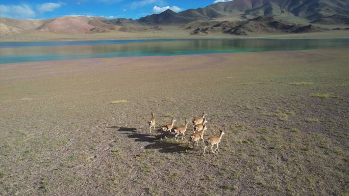 西藏 航拍 藏原羚