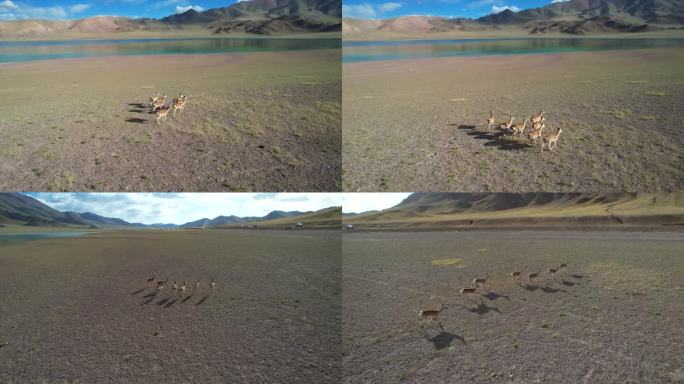 西藏 航拍 藏原羚