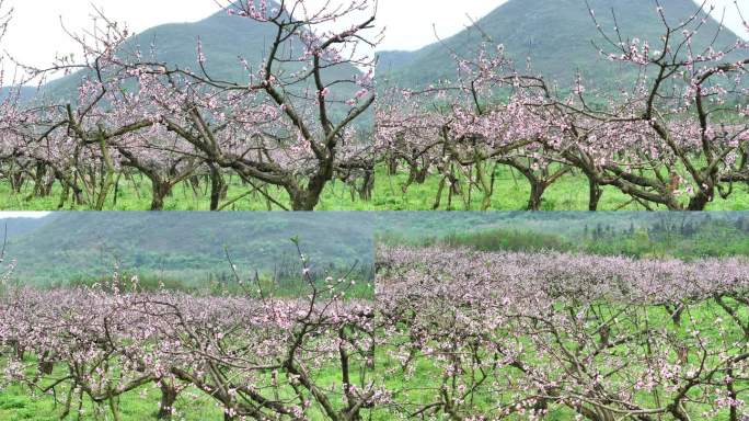 中国广东省清远市连州市桃花