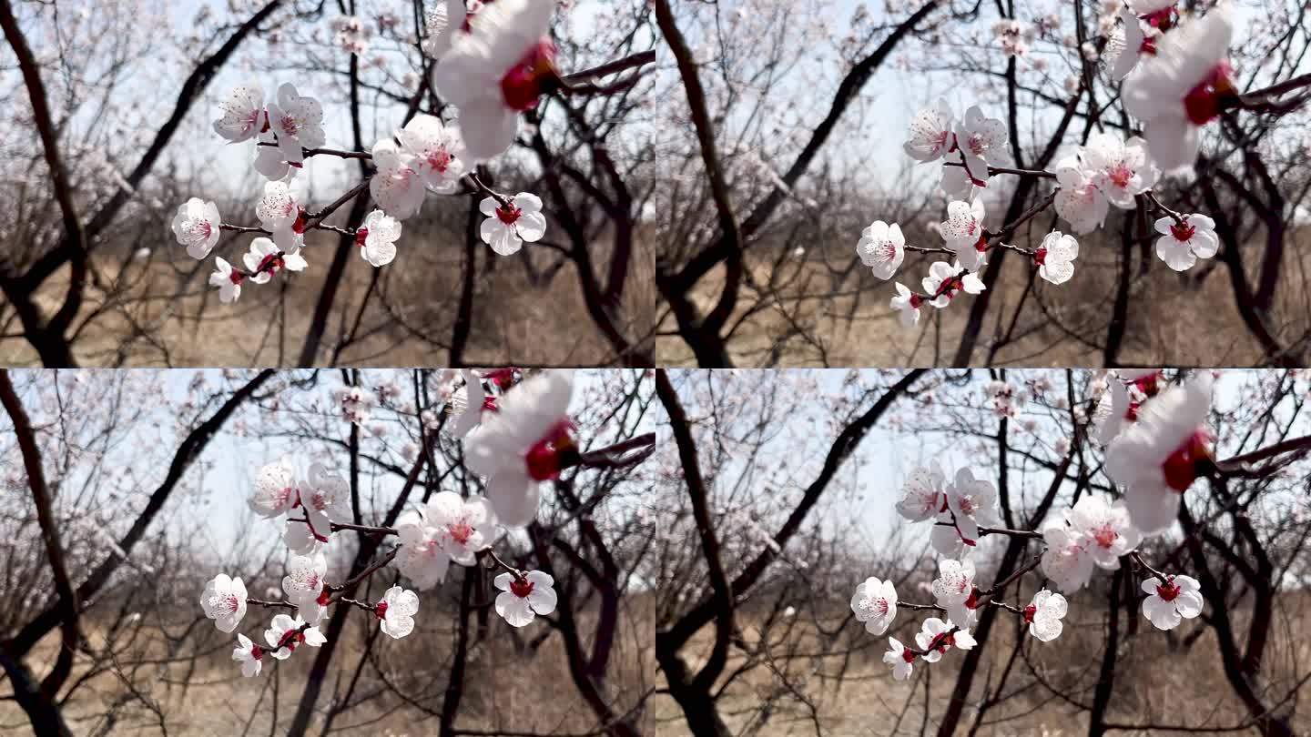 春天盛开的杏花