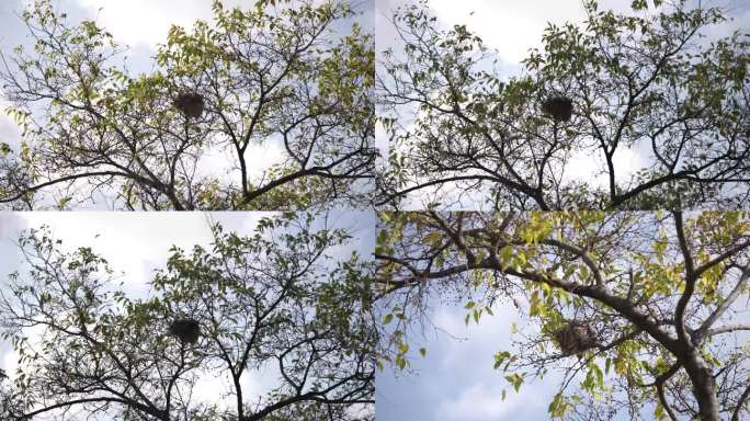 鸟窝鸟巢春天树上的鸟森林树枝自然保护环境