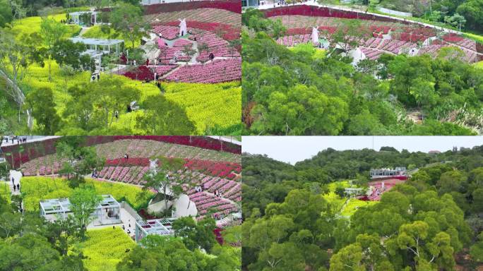 厦门东坪山梅海花台油菜花航拍