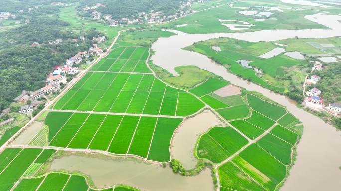 4K袁隆平实验田春耕育苗基地绿色水稻田2