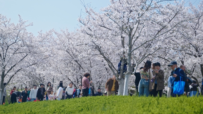 潍坊浞河公园樱花大道游客赏樱春天浪漫樱花