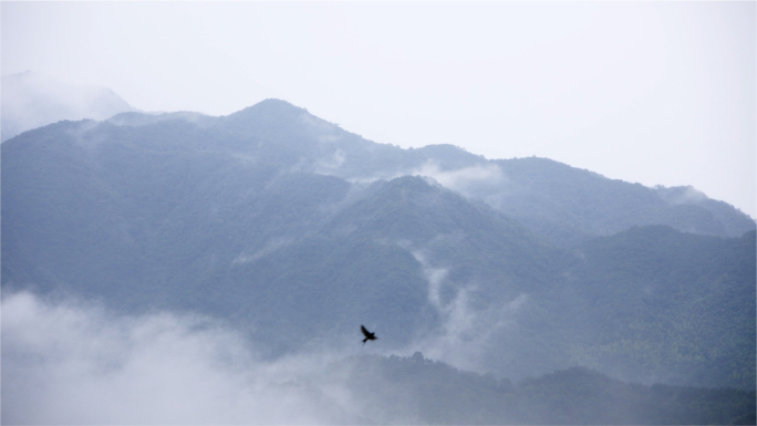 飞鸟穿梭高山云海间，禅意悠远触心弦