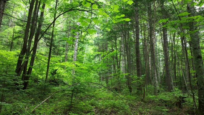 大山深处原始森林