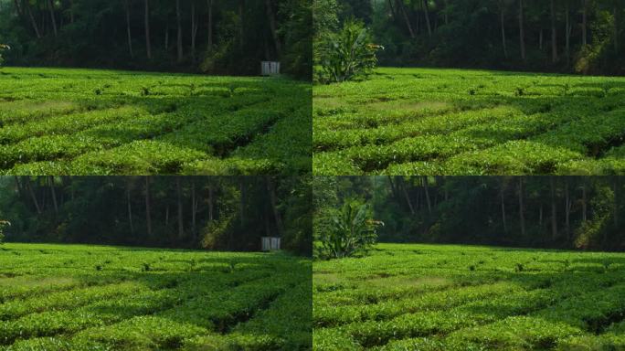 茶叶 新茶 嫩芽 茶园