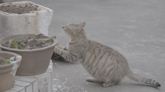 流浪猫狸花猫