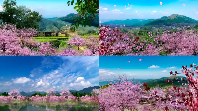 歌曲《桃花依旧笑春风》高清舞台视频背景