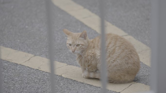 流浪猫橘猫