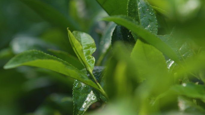 茶叶 新茶 嫩芽 茶园