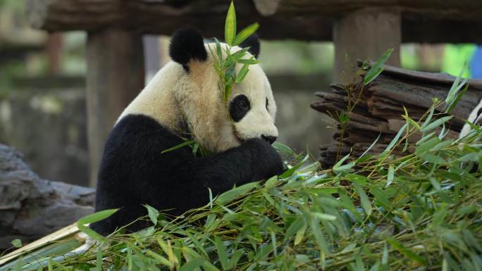 都江堰熊猫乐园大熊猫