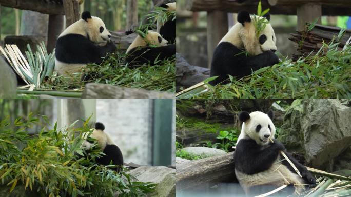 都江堰熊猫乐园大熊猫