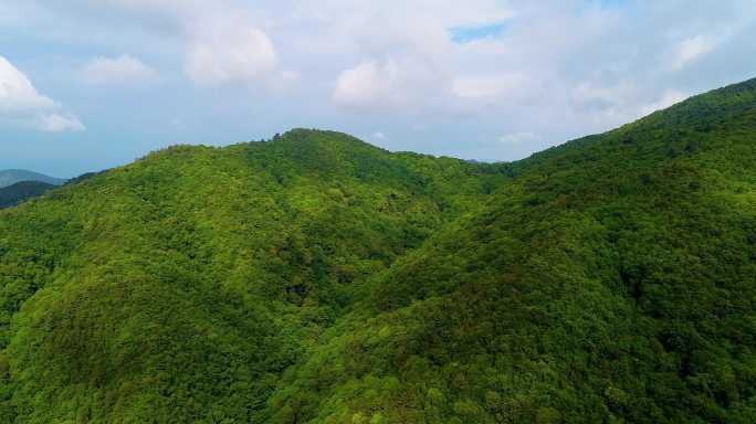 茶叶 新茶 嫩芽 茶园 茶山