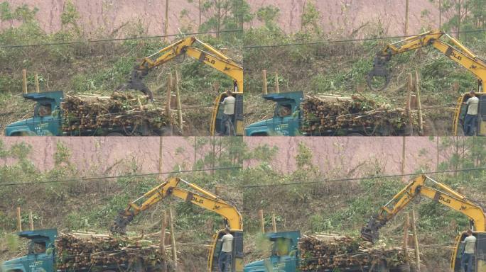 速丰桉 快大树 砍伐 伐木 木材 森林