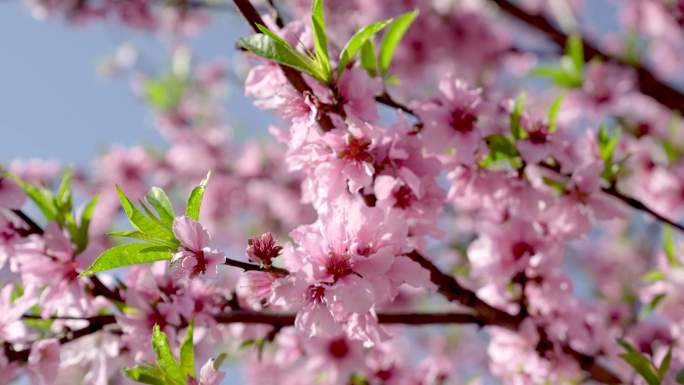 盛开的桃花、樱花（实拍）