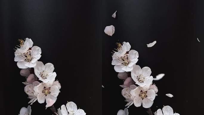 春天盛开的杏花慢镜慢动作拍摄