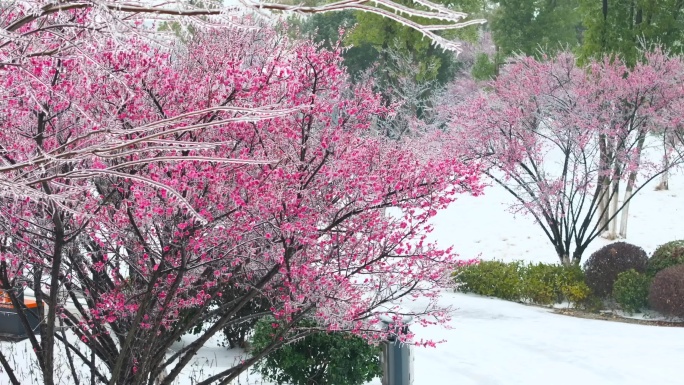 湖南岳阳的冰雪梅花