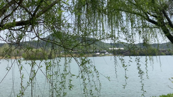春天柳树湖面微风荡漾