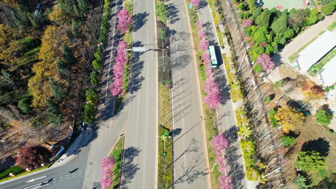 航拍城市街道樱花