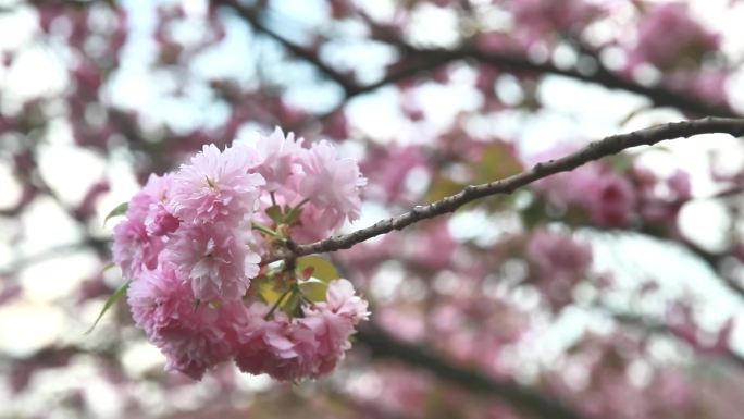 重庆南川：“樱花漫游季”助力乡村振兴