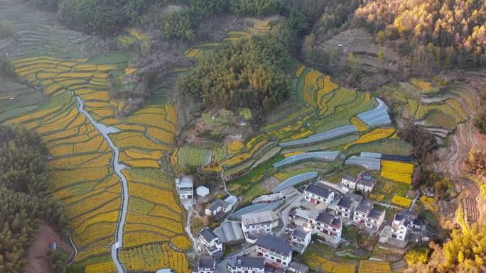 黄山灵山村油菜花海