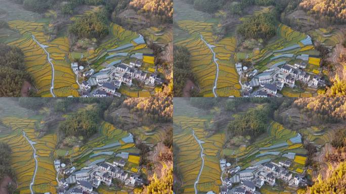 黄山灵山村油菜花海