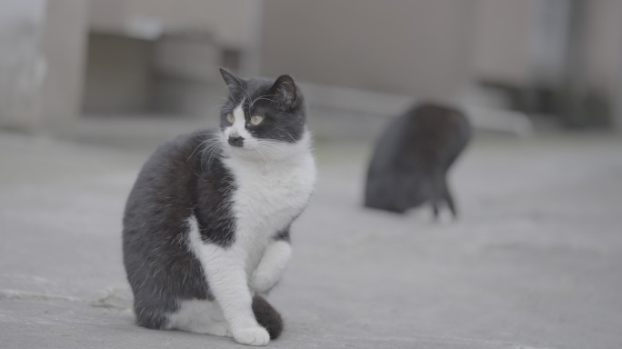 流浪猫黑猫