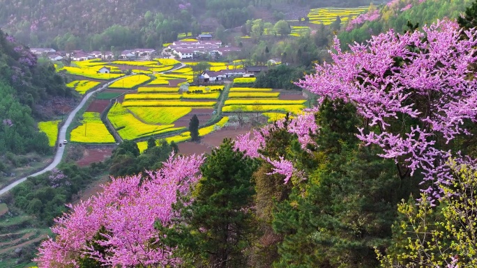 油菜花武沟春暖花开