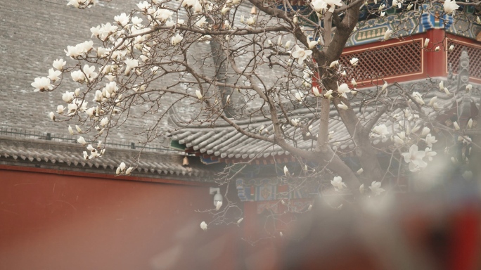 春季广仁寺佛教寺庙宗教游人祈福烧香跪拜