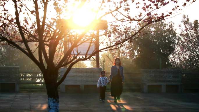 重庆南川：“樱花漫游季”助力乡村振兴