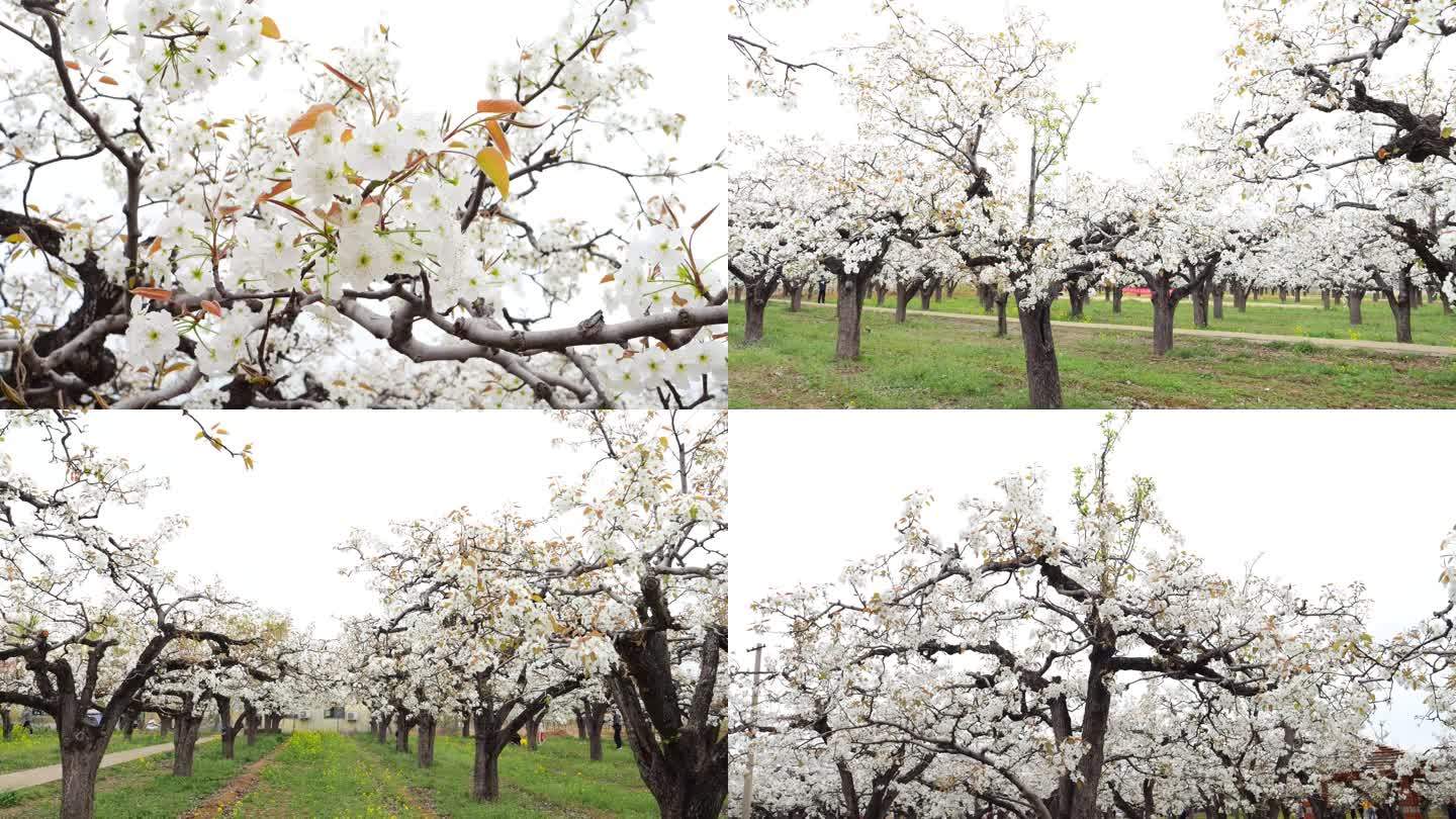 梨花 百年梨花树 春天梨花园