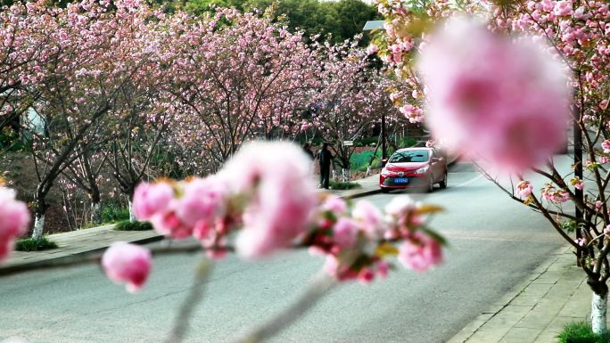 重庆南川：“樱花漫游季”助力乡村振兴