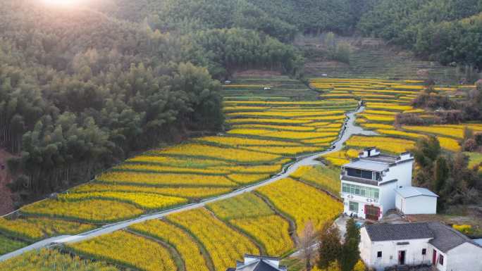 黄山灵山村油菜花海