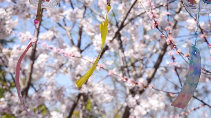 春天晴朗的天气阳光下白色的樱花和风铃