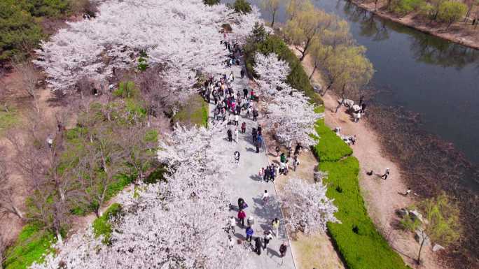 潍坊浞河公园樱花大道游客赏樱春天浪漫樱花