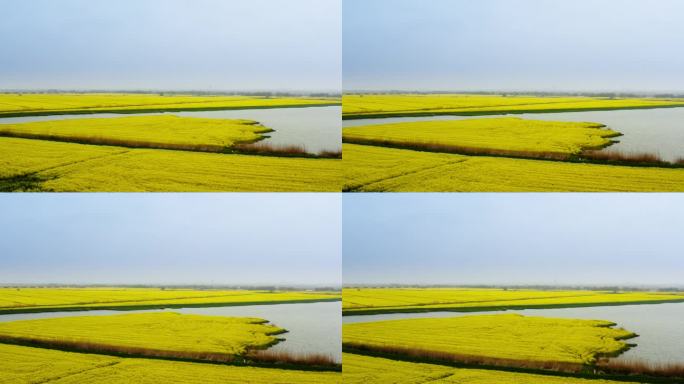 高邮市湖上花海油菜花