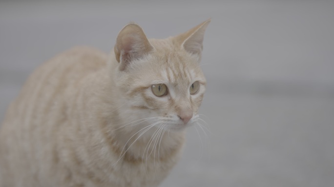 流浪猫橘猫