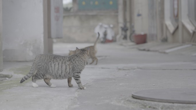 流浪猫打架