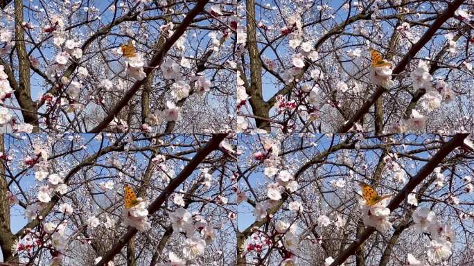 春天盛开的杏花