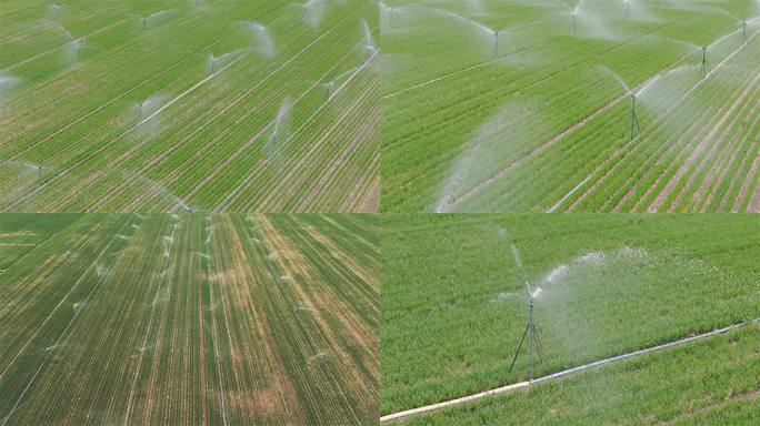 春天小麦浇水 灌溉小麦 小麦灌溉