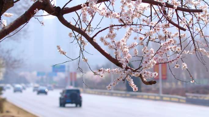 桃花 沈阳春天 青年大街 城市交通