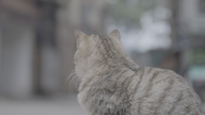 流浪猫狸花猫